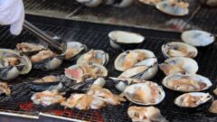 青森県三沢市のほっき貝